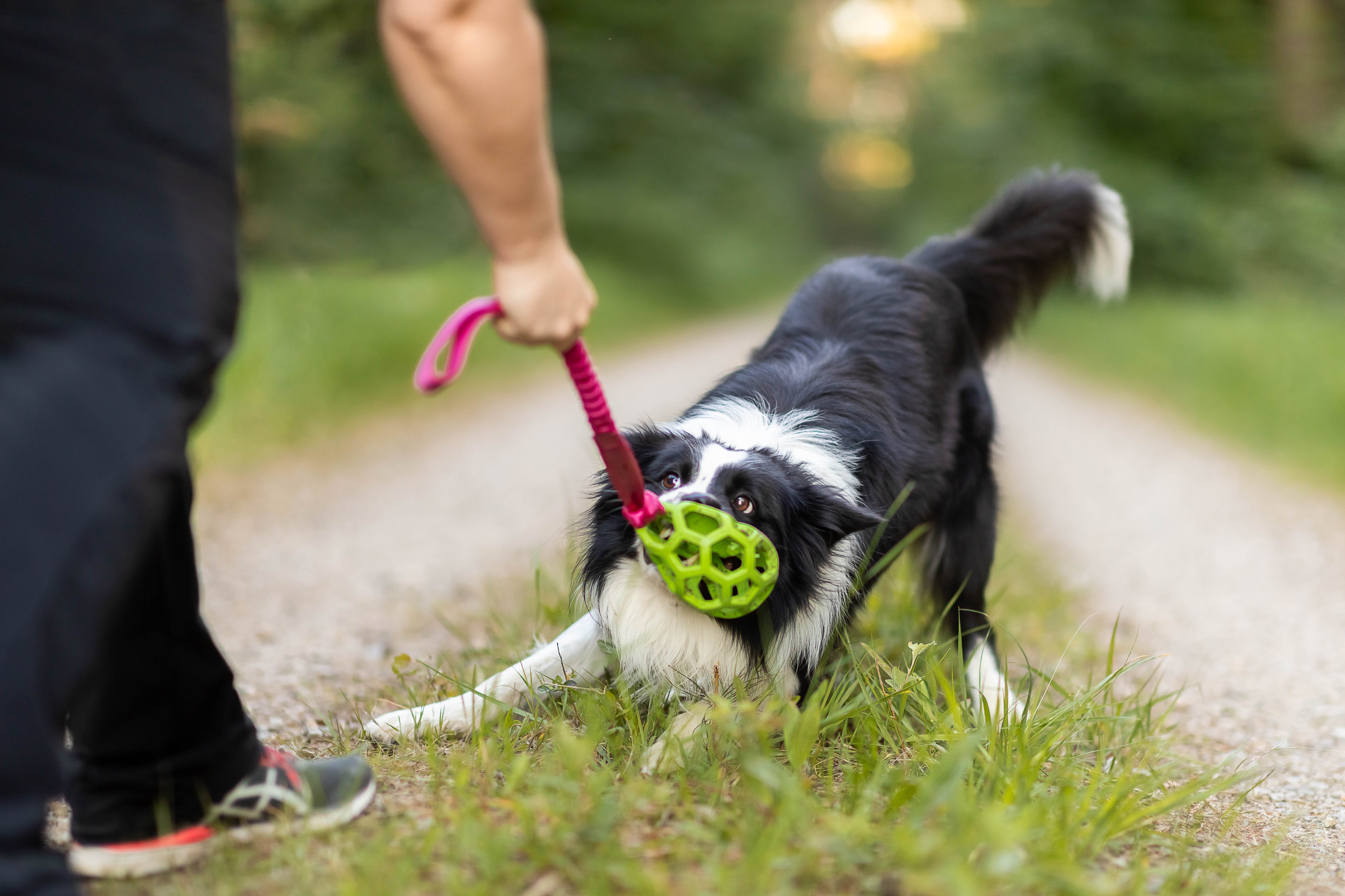 Jouer avec mon chien